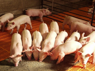 Achieving a better piglet feed intake