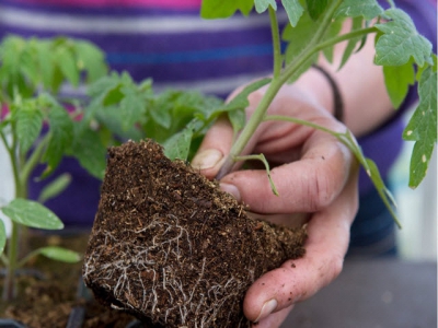 How to pot on tomato seedlings