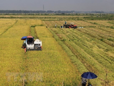 Northern localities work hard to improve rice productivity