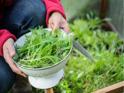 How to grow winter salad