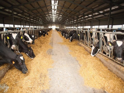 Managing corn mycotoxin levels in dairy cattle feed