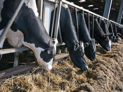 Forage analysis crucial to accurate ruminant rations
