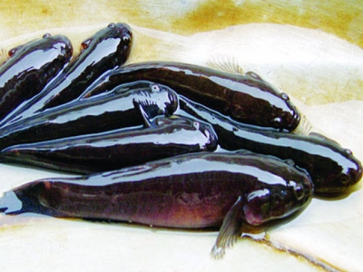 Cách điều trị bệnh lở loét trên thân cá bống bớp