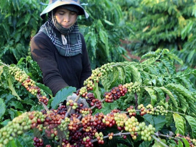 Vietnams coffee exports jump to record high of 1.8 million tonnes