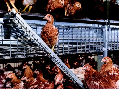 Egg producers discuss cage-free production challenges