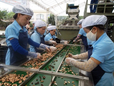 Việt Nam needs to restructure cashew production