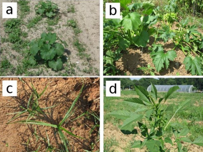 Making Cucurbitaceae weed-control easier