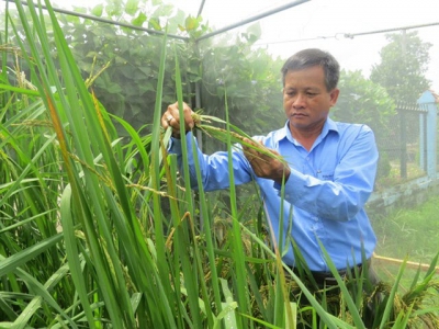 Đồng Tháp plans to increase high-quality rice output