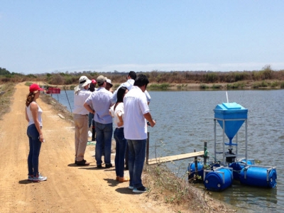 Skretting using Ecuador validation station to show new shrimp feeding methods