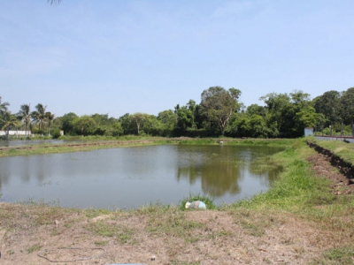 Treatment of shrimp hatchery effluents