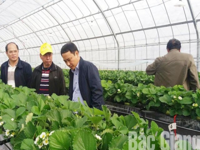 Hiep Hoa district boosts experience exchange with Gifu prefecture in high-tech agricultural
