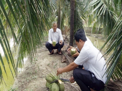 Tỷ phú trồng dừa xiêm xanh ở TP. Bến Tre
