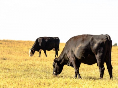 Study looks to reduce methane gas emissions in cattle
