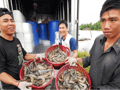 Nam Định: Organic black tiger shrimp farming