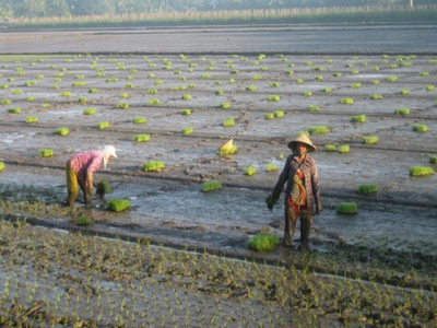 Farmers to finish growing 1.2 million hectares of rice by Novembers end