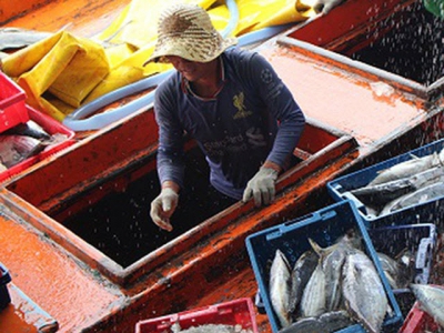 Cà Maus direction for a responsible fishery industry