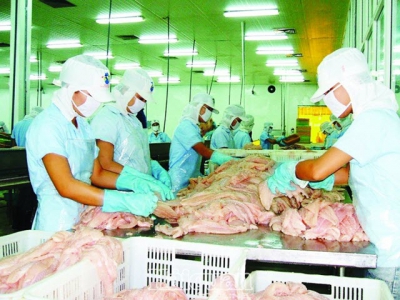 Fluctuations in the market, Pangasius exports struggle to reach 2.4 billion USD