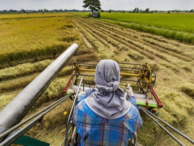 Thailands rice subsidy scheme needs additional budget