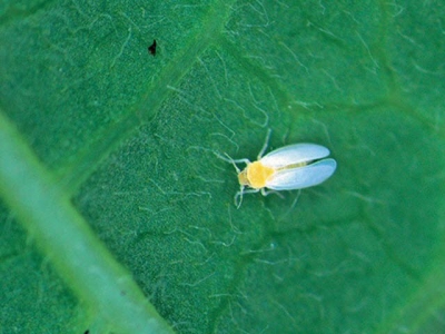 How to spray for whitefly