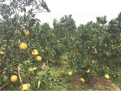 Tan Yen expands fruit cultivation under VietGAP procedure