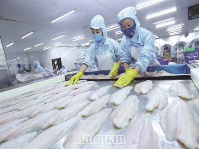 The US accept the equivalent system: great opportunity of export of Vietnamese Pangasius