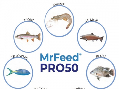 Alternative feed component maker touts shrimp-disease fighting properties