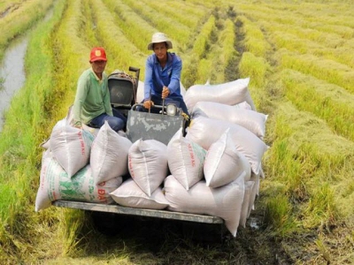 Vietnams rice price surprisingly low despite high quality