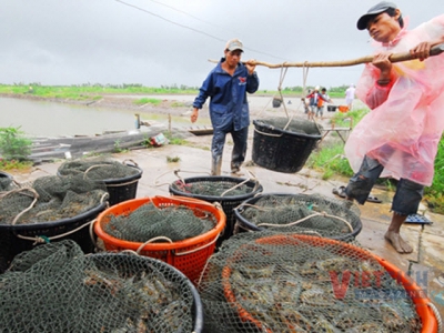Price of raw material shrimp rise again