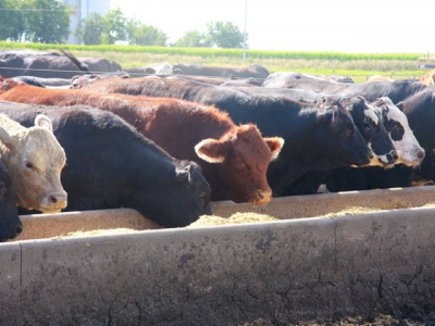 New feeding model explored for US cattle feedlots
