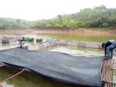 Phòng chống rét cho cá nuôi