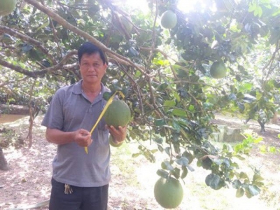 Nông dân Bến Tre làm giàu từ cây bưởi da xanh VietGap