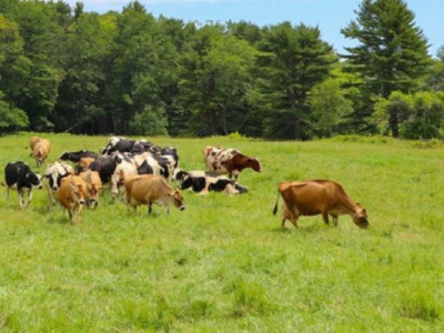 New England researchers to evaluate seaweed as methane mitigant