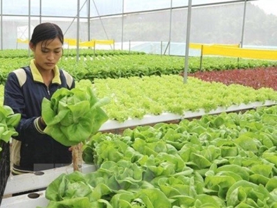 Vietnam, Netherlands enhance cooperation in agriculture