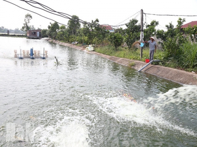 Một số bệnh thường gặp trên cá trong mùa mưa