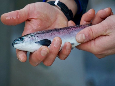 First salmon smolts transferred from SSFs new RAS hatchery