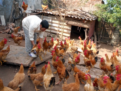 Farmer hatches success in chickens