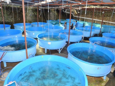 Làm thế nào để xử lý độc tố nấm trong thức ăn chăn nuôi thủy sản