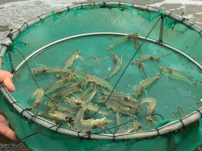 Fresh insights into the $26.7 billion shrimp sector