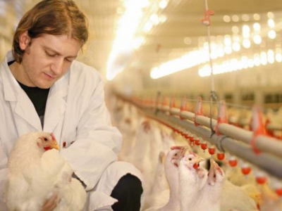 Poultry, egg conference covers animal welfare, sustainability trends
