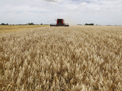 Argentina ready to fill Vietnams wheat supply gap: export chamber