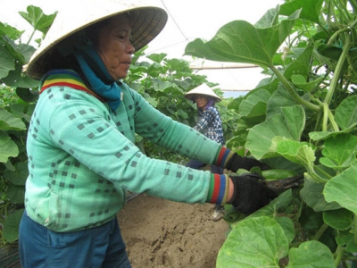 Organic farms fuel sustainable development