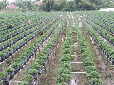 Delta farmers grow new flower varieties for Tết
