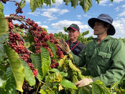 Nestlé programme helps increase coffee farmers incomes