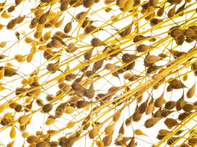 Fresh hopes for plant-based omega-3s