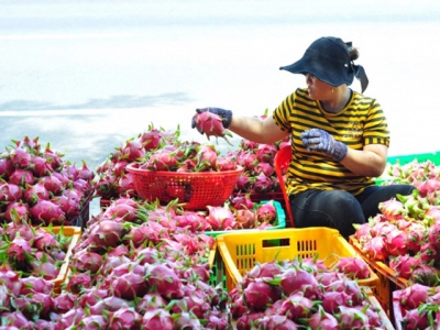 Vietnamese vegetables and fruits are massively exported to Thailand