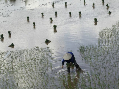 Asia Rice-Shipping container crunch lifts Vietnam rates to 9-year peak