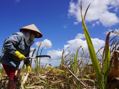 Sugar producers accuse Thai firms of dumping