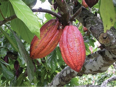 Belgium supports Vietnams unique cocoa to take its spot in world market