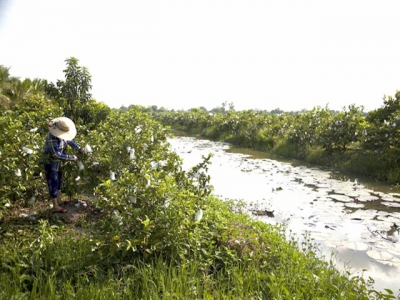 Kiên Giang to focus on 16 agricultural products