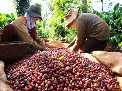 Việt Nam becomes Japans biggest coffee supplier